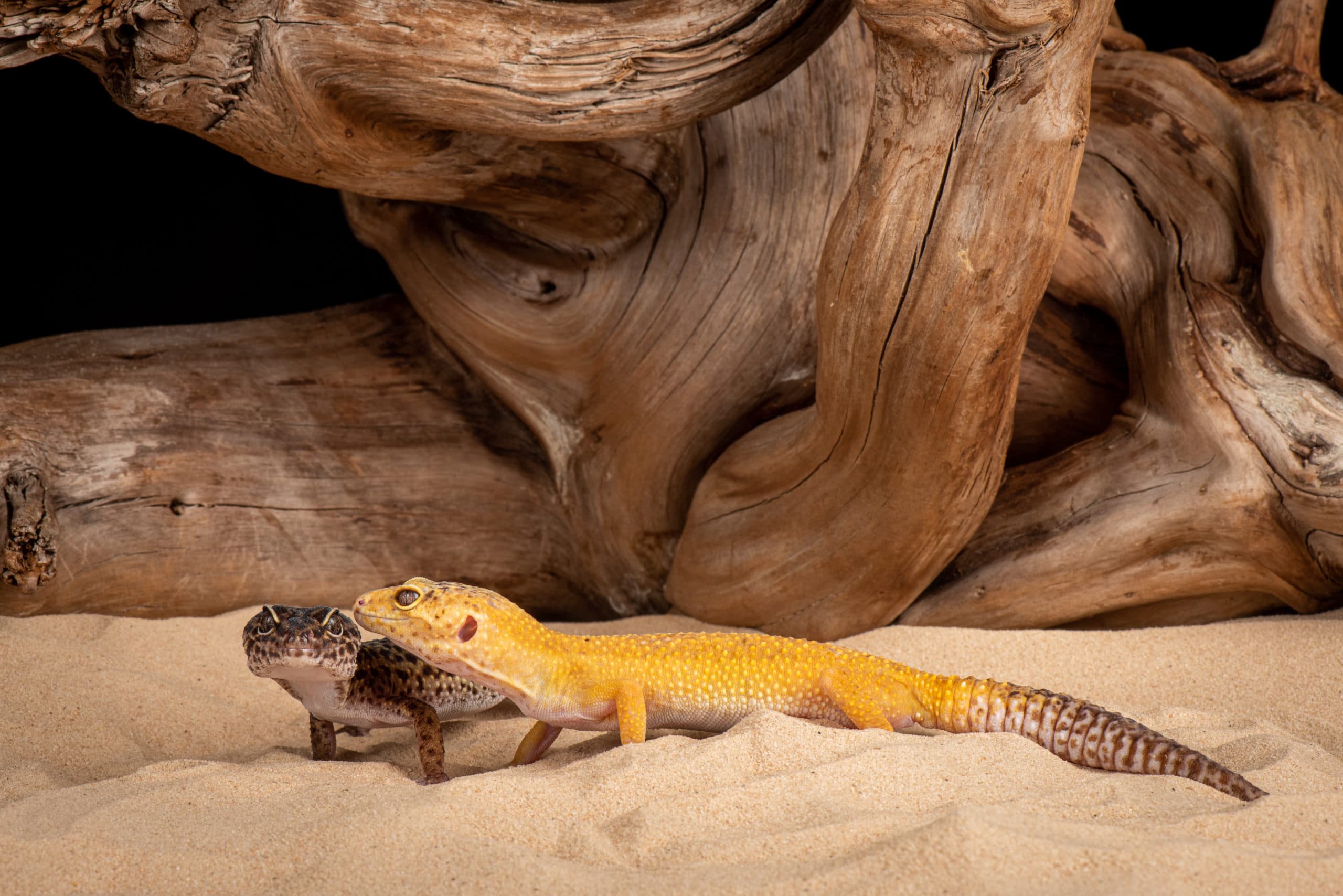 Geckos léopard