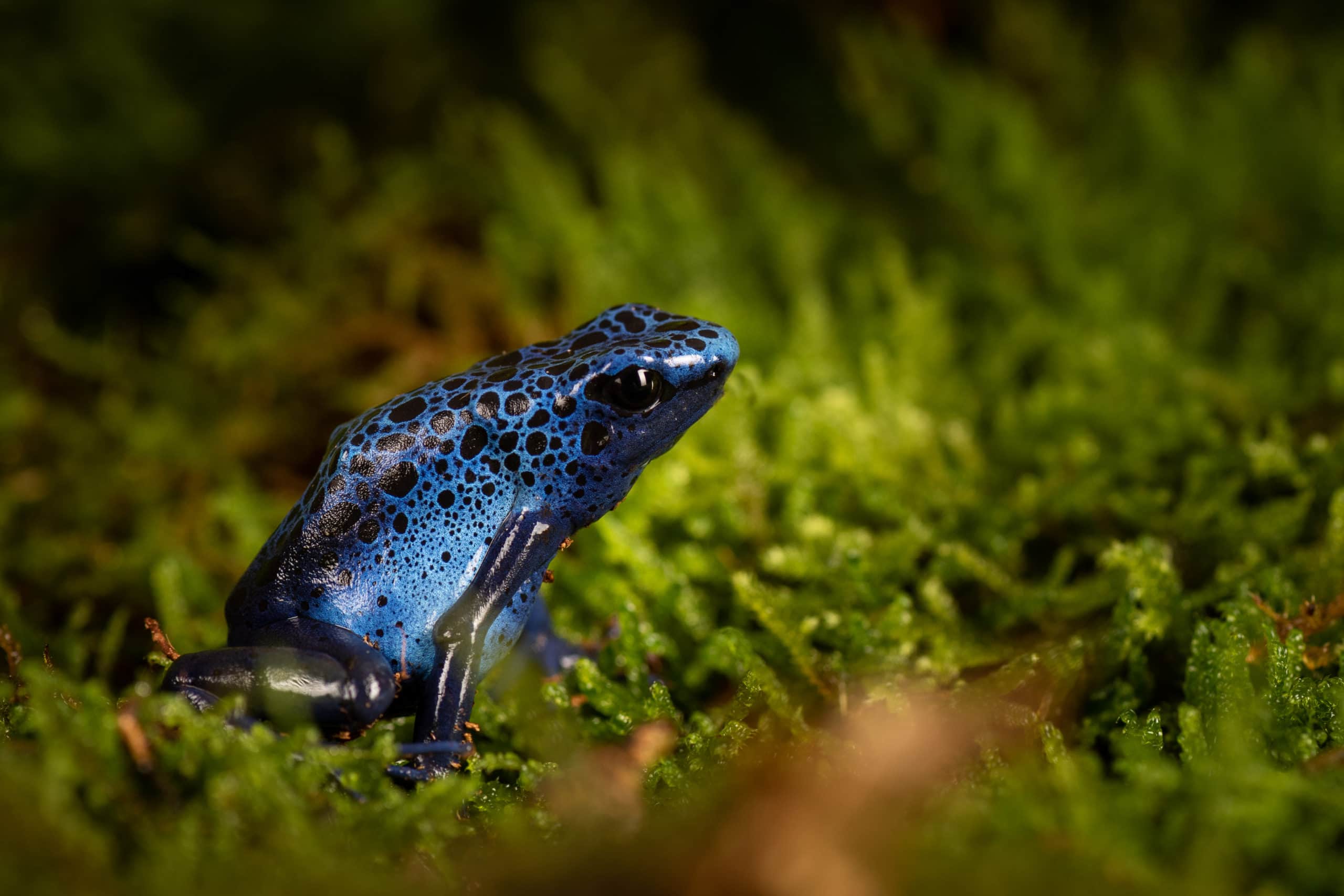 Dendrobate bleu tacheté de noir sur de la mousse