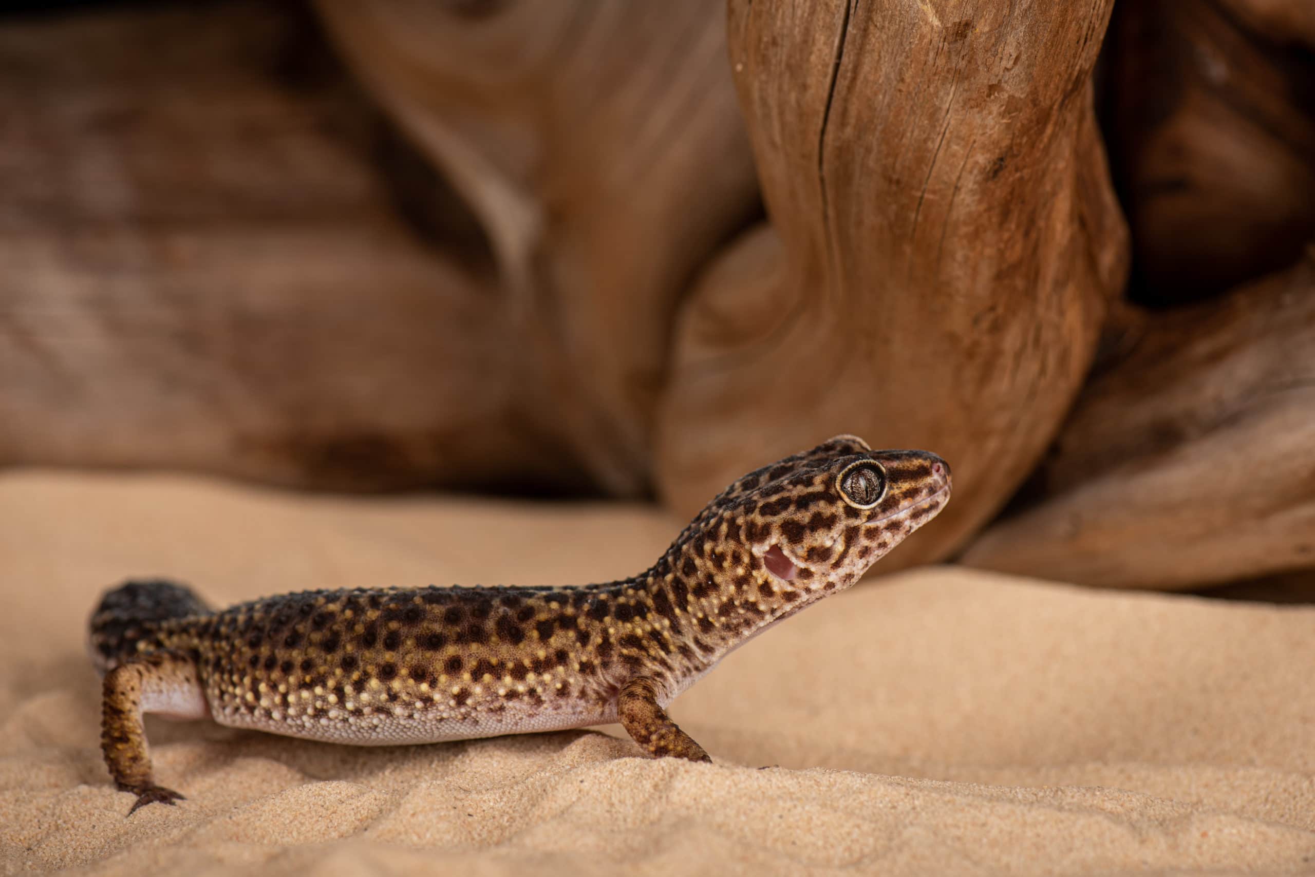 Gecko léopard avançant sur le sable