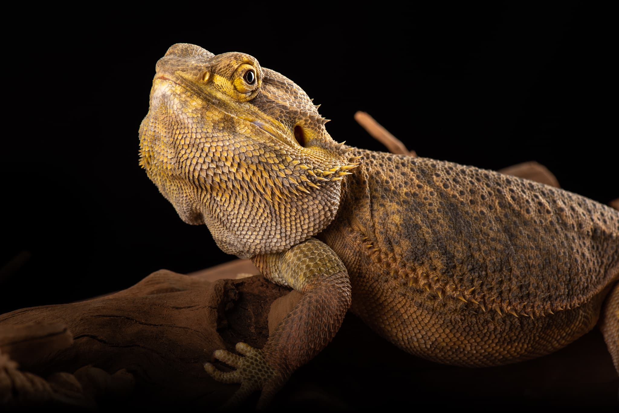 Dragon barbu